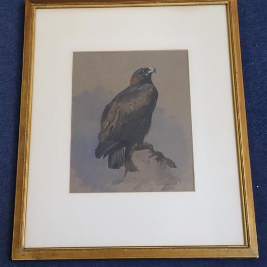 Archibald Thorburn (1860-1935) Golden Eagle perched upon a rock 34 x 27cm